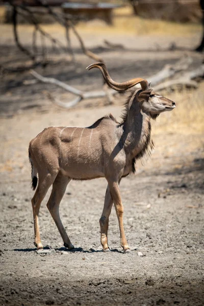 Male Greater Kudu Walks Muddy Waterhole — Stock Photo, Image