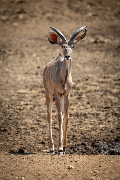 Masculino Maior Kudu Caminha Lentamente Para Câmera — Fotografia de Stock