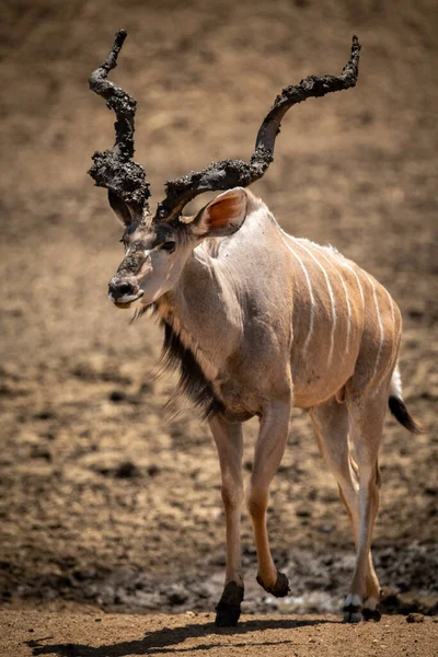 Maschio Maggiore Kudu Passeggiate Mostrando Corna Fangose — Foto Stock