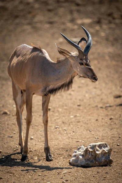 Homme Grand Kudu Marche Vers Bloc Sel — Photo