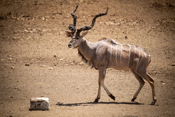Masculino Maior Kudu Caminha Para Sal Lamber — Fotografia de Stock