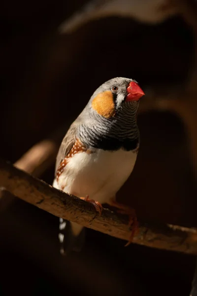 Finch Zebra Macho Ramo Luz Solar — Fotografia de Stock