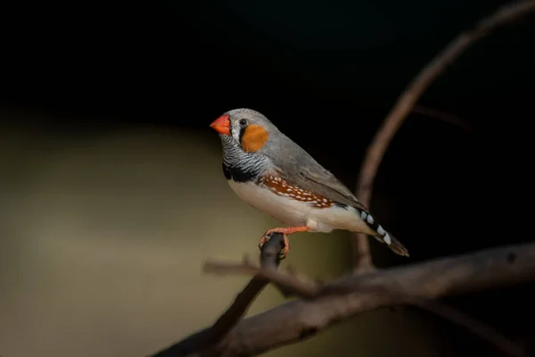 Male Zebra Finch Branch Catchlight — Stock Photo, Image