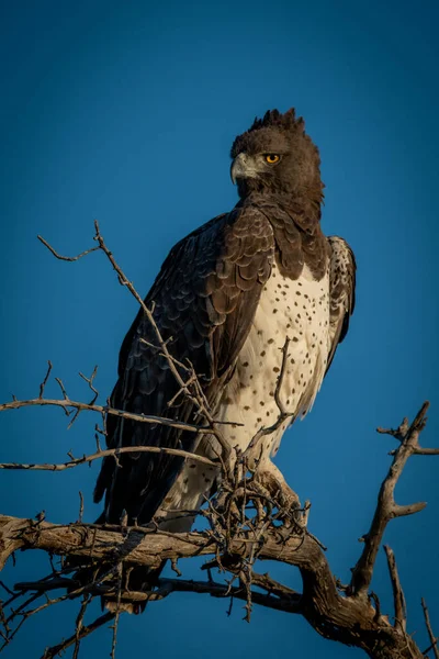 Kriegerischer Adler Auf Totem Ast Dreht Kopf — Stockfoto