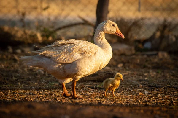 Mãe Ganso Gosling Andar Torno Caneta — Fotografia de Stock