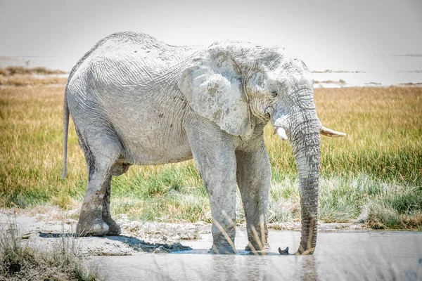 Überbelichteter Afrikanischer Buschelefant Steht Wasserloch — Stockfoto