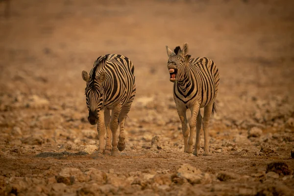 Zebra Das Planícies Ladra Lado Outra Entre Rochas — Fotografia de Stock