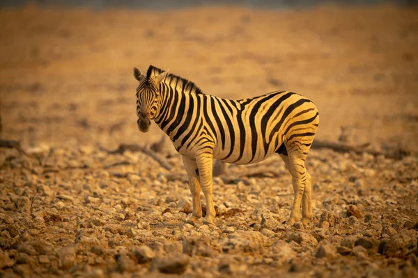 Plains Zebra Stands Rocks Turning Head — Stock fotografie