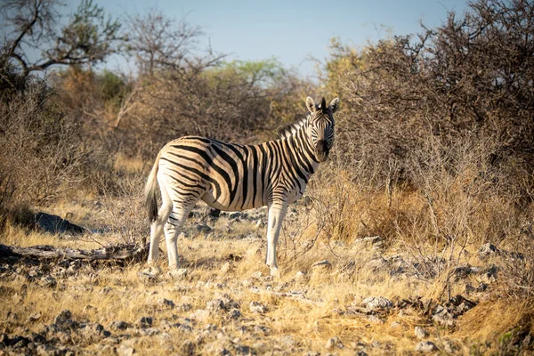 Vlakten Zebra Staat Tussen Struiken Draaien Hoofd — Stockfoto