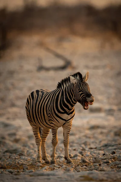 Równiny Zebra Stoi Szczekając Skalistej Patelni — Zdjęcie stockowe