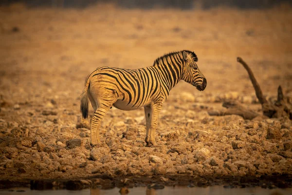 Pianure Zebra Trova Accanto Waterhole Profilo — Foto Stock