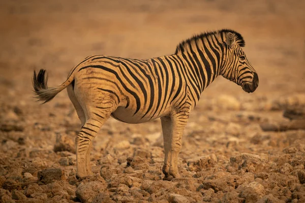Plains Zebra Áll Profilban Sziklák Között — Stock Fotó