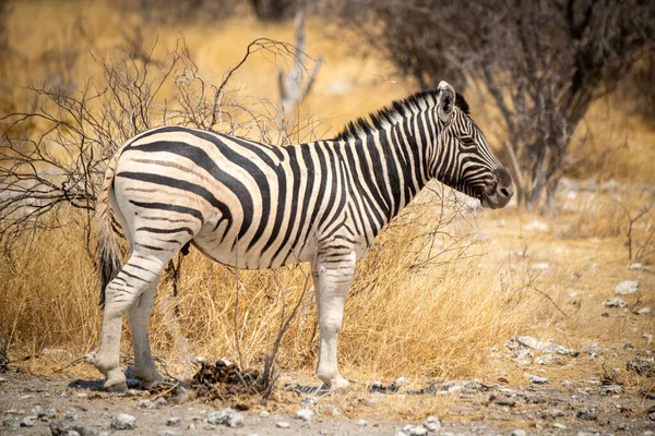 Plains Zebra Áll Profilban Savannah — Stock Fotó