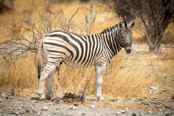 Plains Zebra Áll Profil Fordult Fej — Stock Fotó