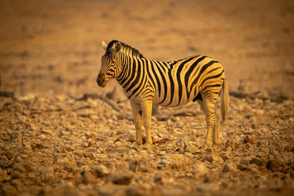 Zebra Planícies Fica Panela Sal Rochoso — Fotografia de Stock