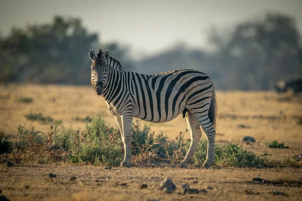 Zebra Planícies Fica Grama Olho Câmera — Fotografia de Stock