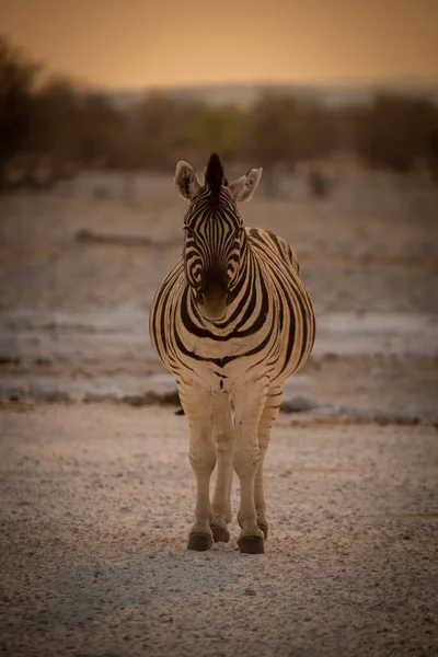 Plains Zebra Steht Auf Schwenk Vor Kamera — Stockfoto