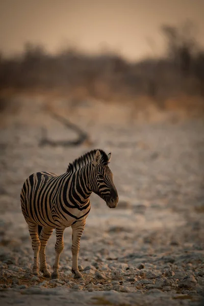 Alacsony Zebra Áll Sziklás Sóserpenyőben — Stock Fotó