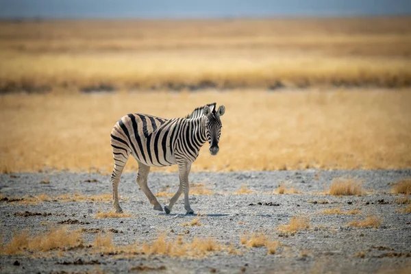 Flachland Zebra Wandert Über Felsige Salzpfanne — Stockfoto