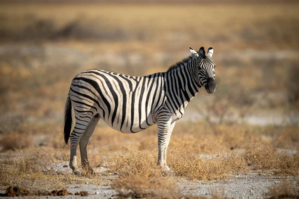 Terhes Síkság Zebra Áll Sós Serpenyőben — Stock Fotó