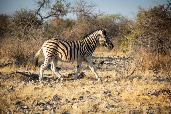 Zebra Delle Pianure Cammina Sulle Rocce Vicino Cespugli — Foto Stock