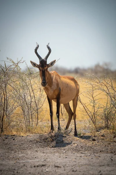 Rode Hartebeest Staat Struiken Kijken Camera — Stockfoto