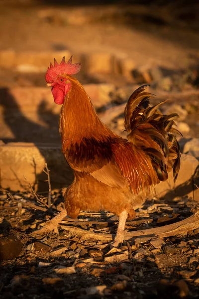 Rooster Walks Stony Ground Sunset — Stock Photo, Image