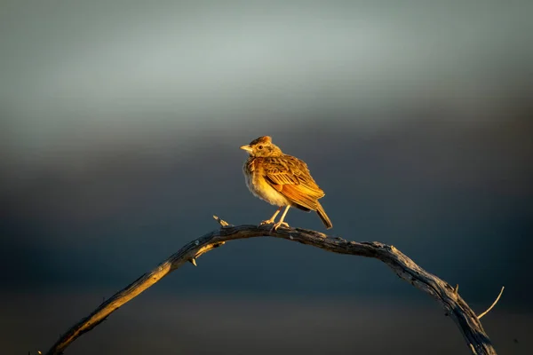 Rufous Naped Lark Sunshine Curved Branch — Stock Photo, Image