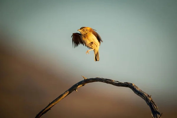 Rufous Naped Lærke Tager Fra Buet Gren - Stock-foto