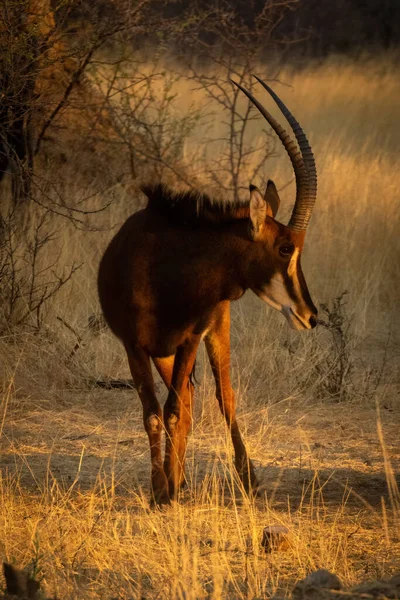 Sable Antílope Fica Olho Câmera Pôr Sol — Fotografia de Stock