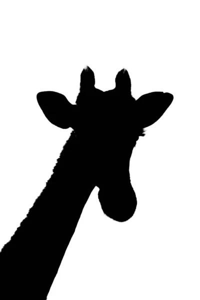 Silhouet Van Zuidelijke Giraffe Kop Hals — Stockfoto