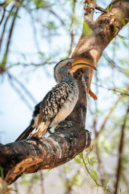 Güneyli sarı gagalı boynuz gagalı.