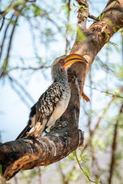 Güneyli sarı gagalı boynuz gagası profilde