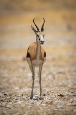 Springbok kameranın karşısında duruyor.