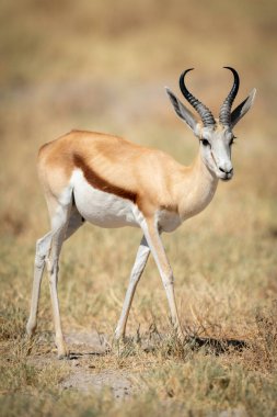 Springbok güneşte kısa çimlerin üzerinde yürüyor