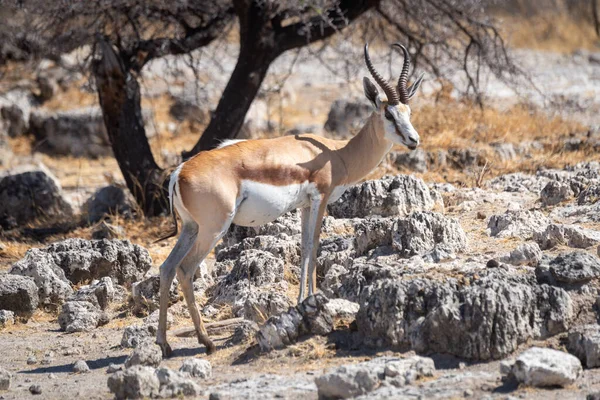 Springbok stands by tree on rocky slope
