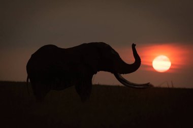 Afrika fili günbatımında sandığı kaldırır