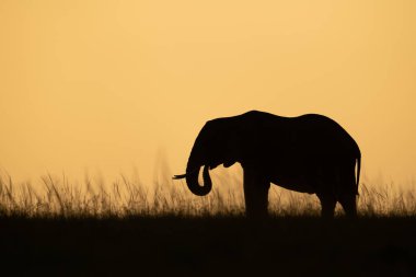 Ufuk çizgisindeki Afrika fili ot yiyor