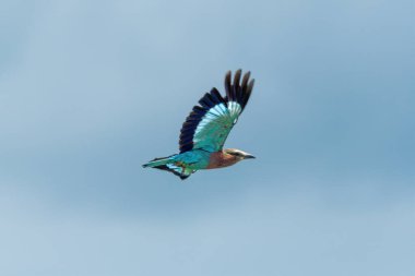 Mükemmel mavi gökyüzünde leylak göğüslü patenler uçar