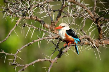 Yaka ışığı ve açık gagalı gri başlı balıkçı.