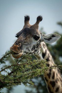 Close-up of Masai giraffe munching thornbush branch clipart