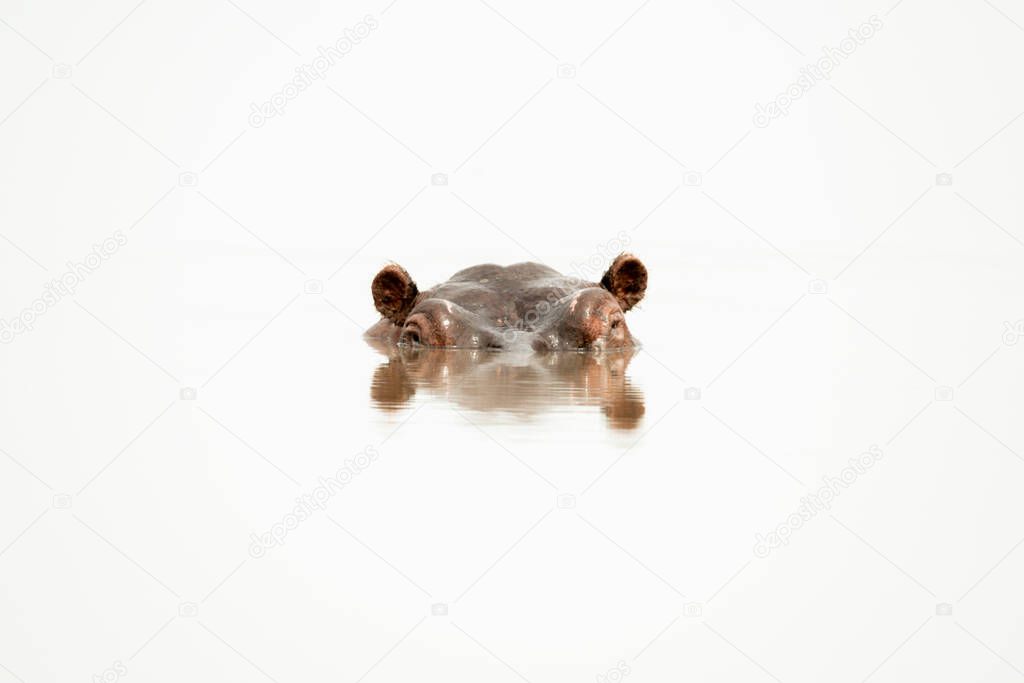 Hippo head with rippled reflection in waterhole