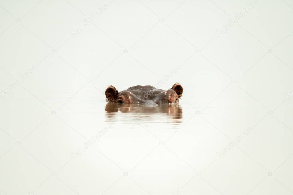 Hippo head in bright waterhole facing camera
