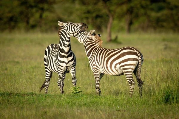 Two plains zebra play fight on grass