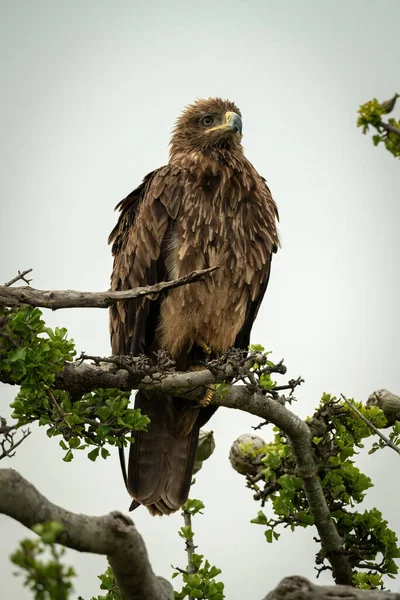 Tawny Αετός Στριμμένο Κλαδί Που Αντιμετωπίζει Δεξιά — Φωτογραφία Αρχείου