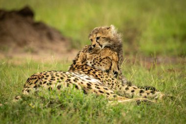 Çita yavrusu annesinin başında yatıyor.