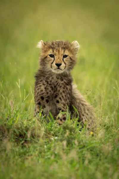 Cheetah Cub Sits Grass Eyeing Camera — Stock Photo, Image