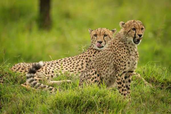 Cheetah Welp Zit Naast Moeder Heuvel — Stockfoto