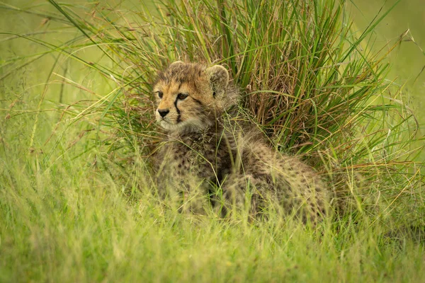 猎豹宝宝坐在草丛旁凝视着 — 图库照片