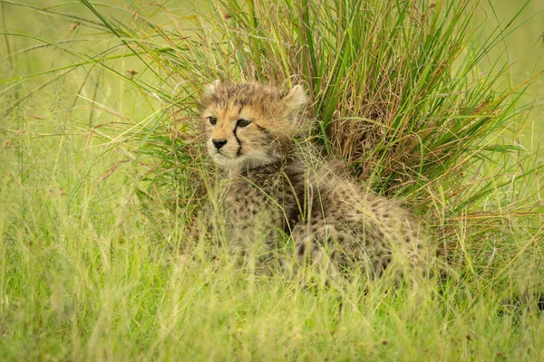 Cheetah Mládě Sedí Vedle Trávy Shluk Zírá — Stock fotografie